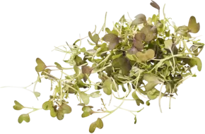 Mizuna cress 30gr piece